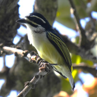 Yellow-rumped Tinkerbird